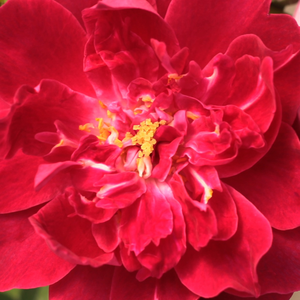 Онлайн магазин за рози - парк – храст роза - лилаво - червен - Pоза Цардинал Хуме - интензивен аромат - Харкнесс & Цо. Лтд - -